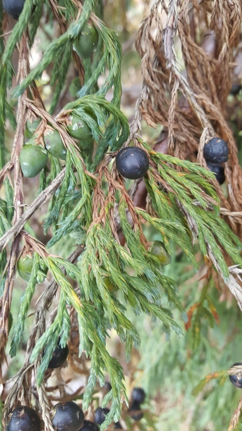 Juniperus recurva photo 4