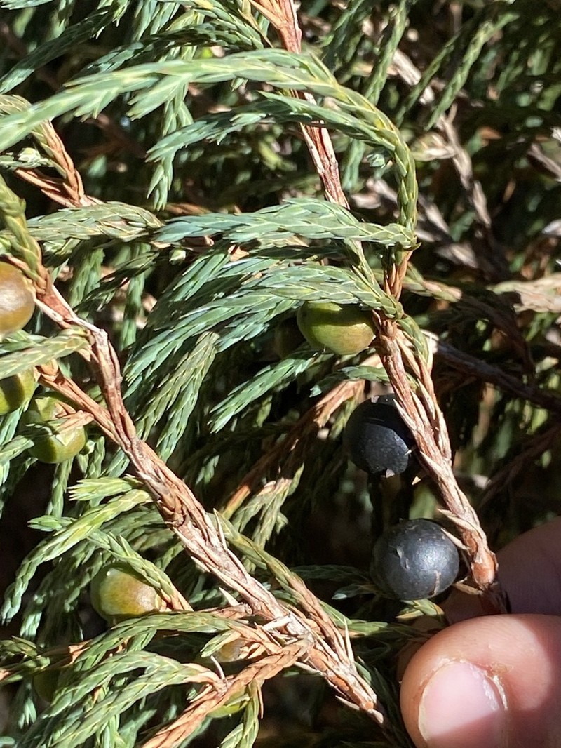 Juniperus recurva photo 5