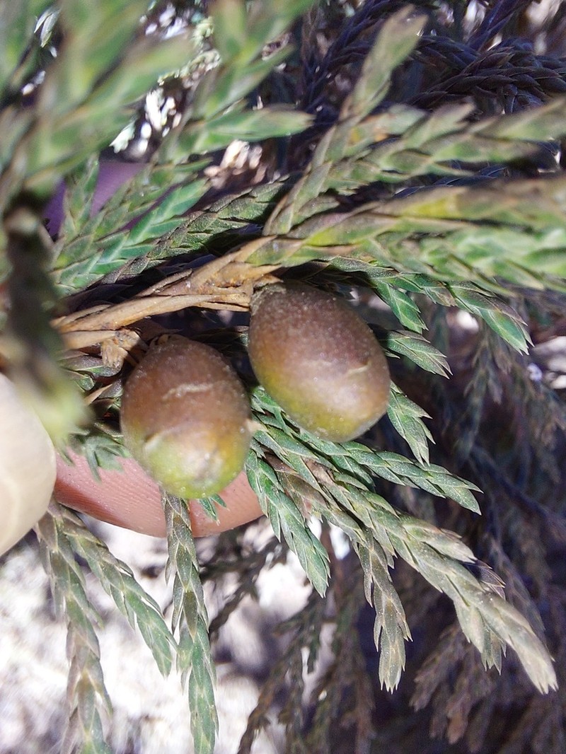 Juniperus recurva photo 6