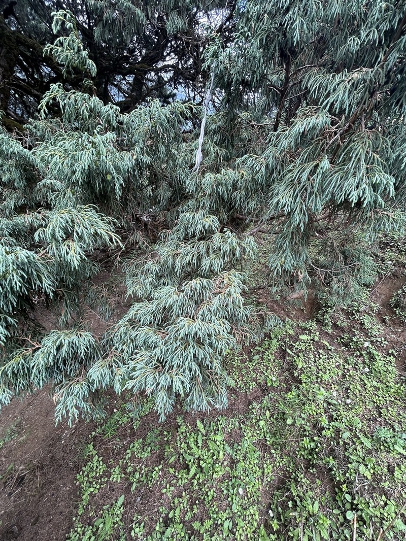Juniperus recurva photo 7