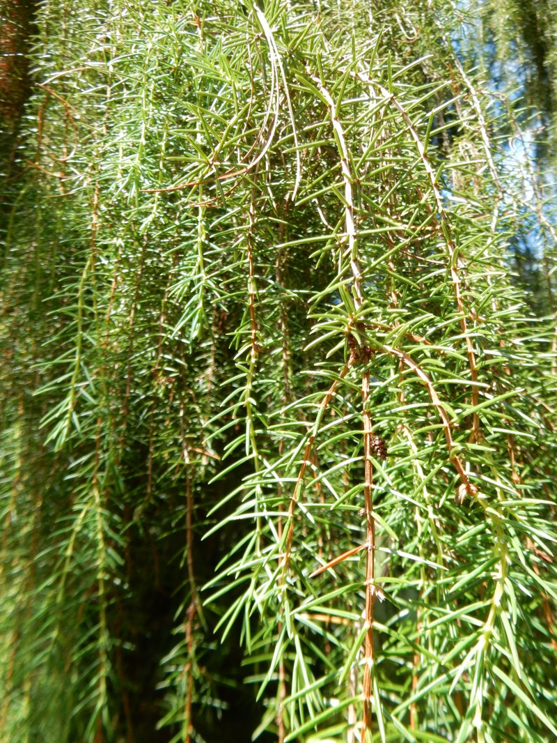 Temple Juniper photo 3