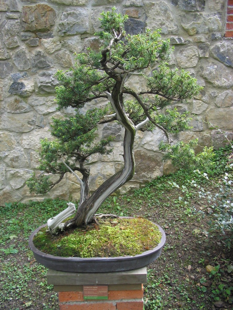 Temple Juniper photo 4