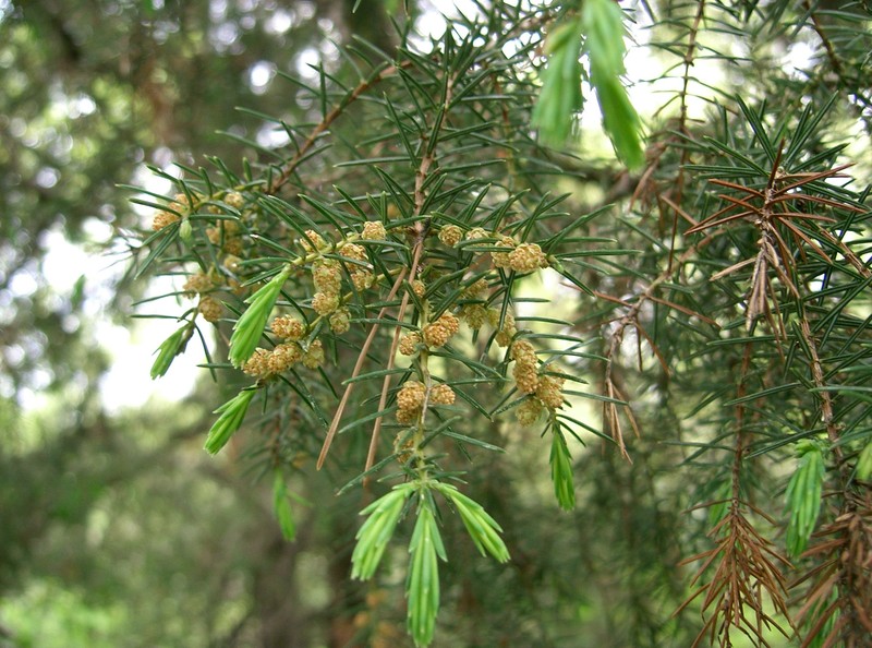 Temple Juniper photo 5