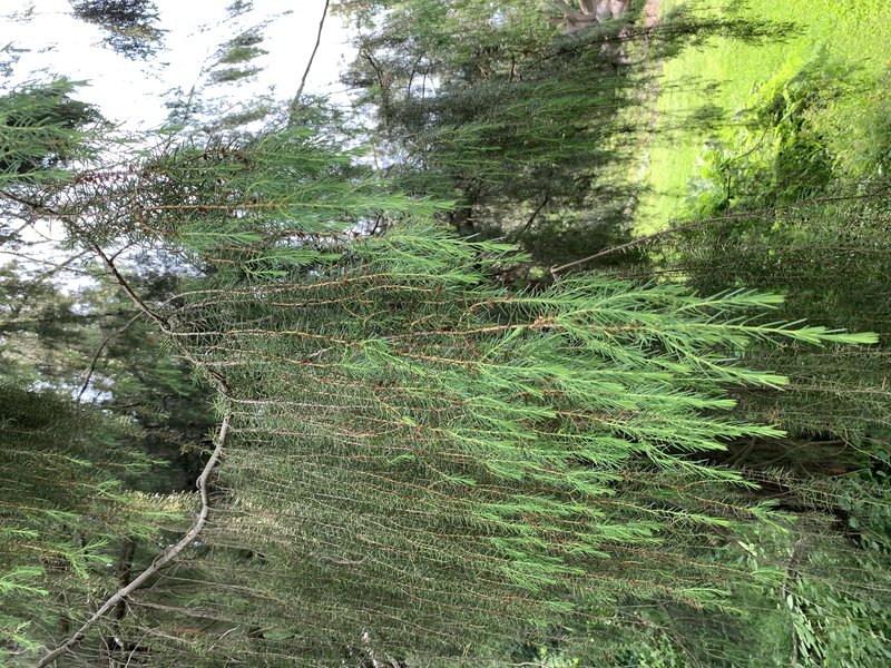 Temple Juniper photo 2