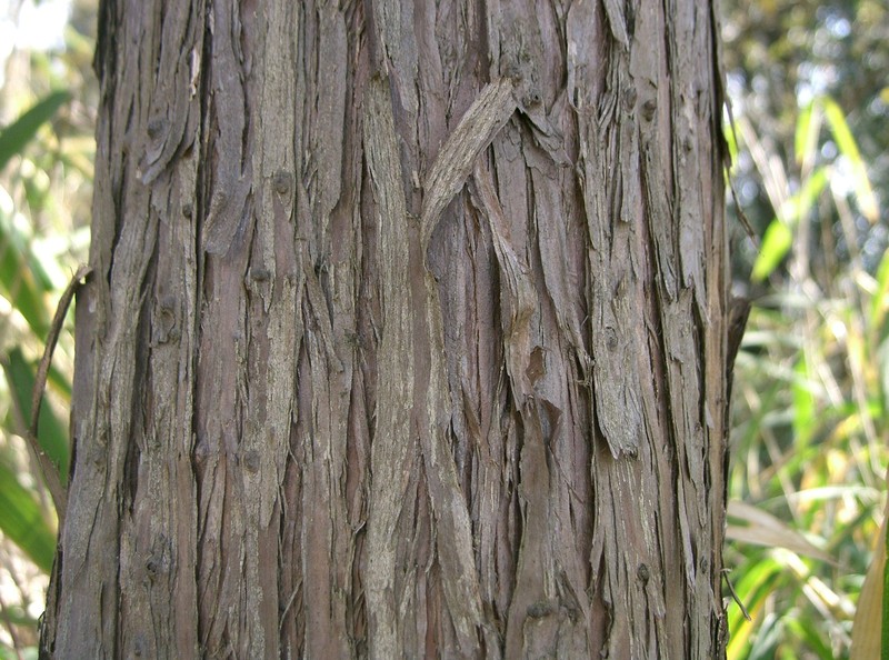 Temple Juniper photo 6