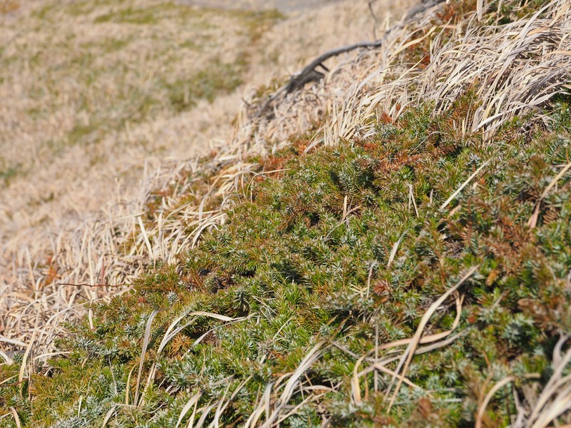 Shore Juniper