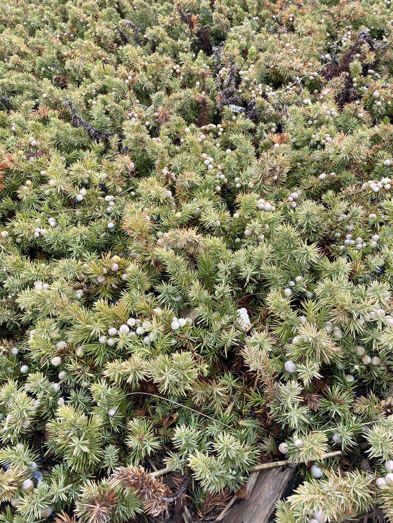 Shore Juniper photo 2