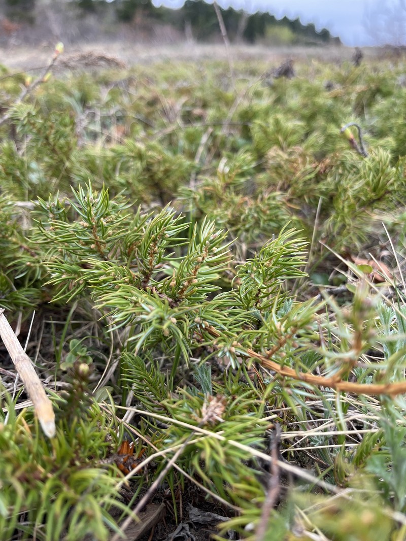 Shore Juniper photo 3