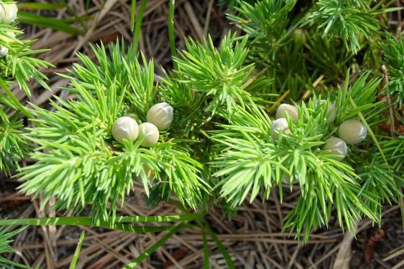 Shore Juniper photo 4