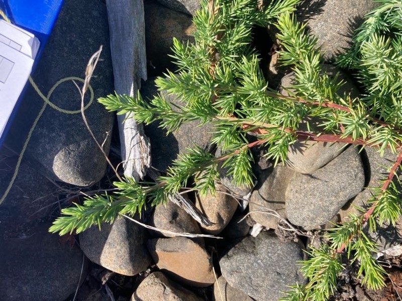 Shore Juniper photo 5