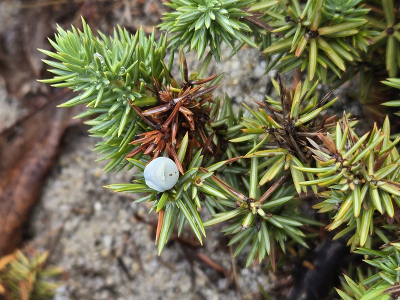 Shore Juniper photo 6