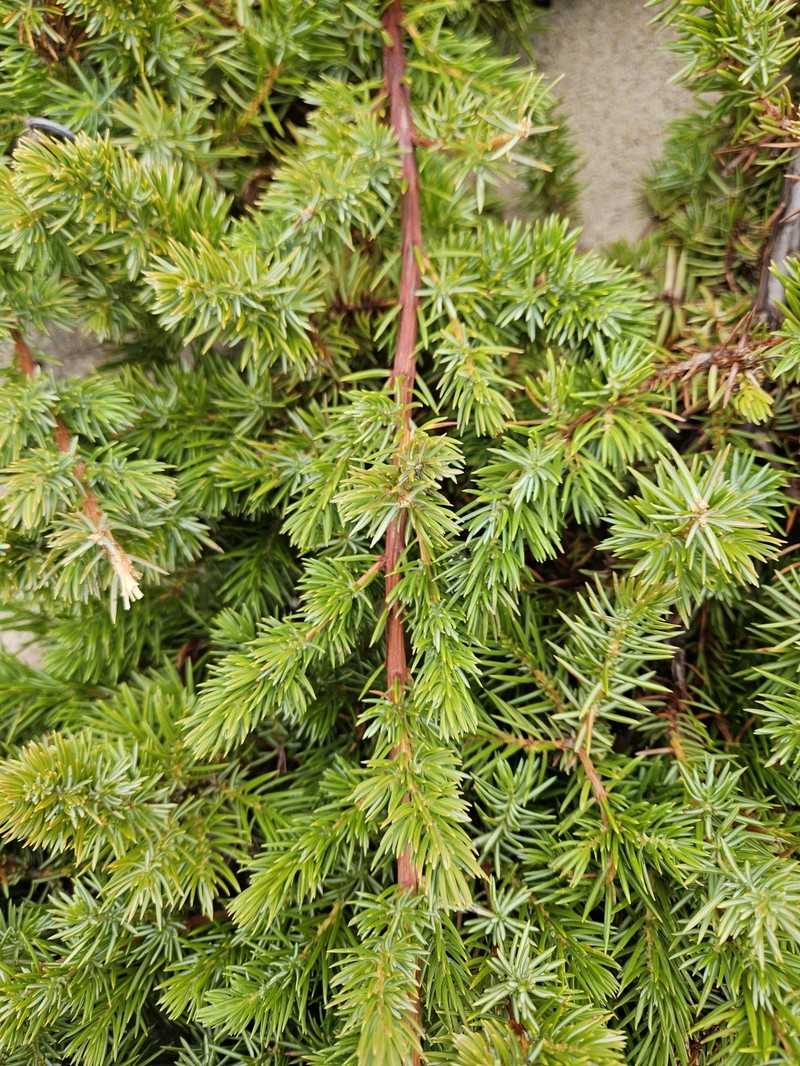 Shore Juniper photo 7