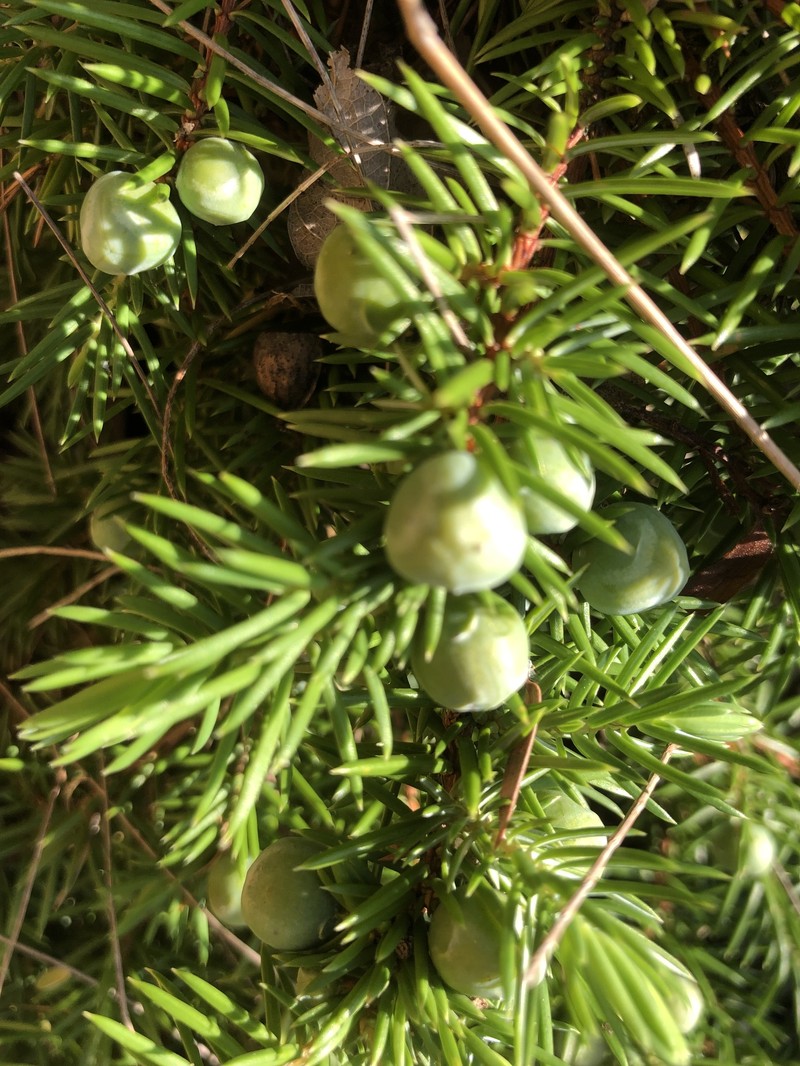 Shore Juniper photo 8