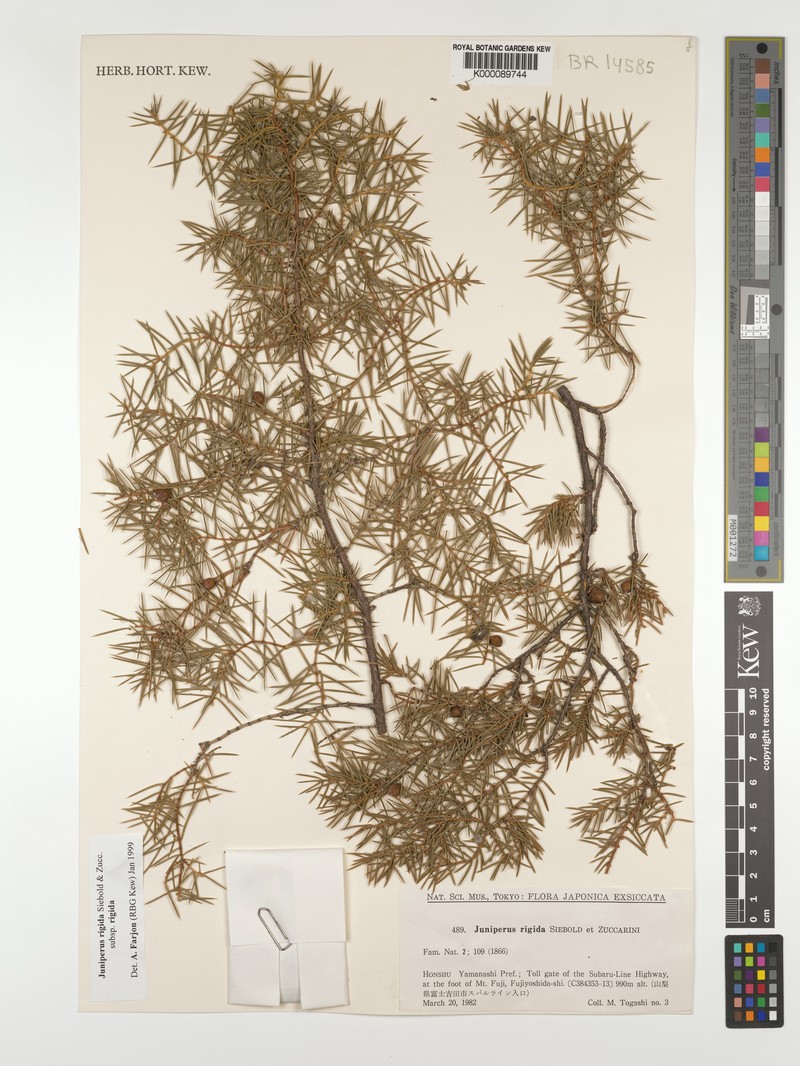 Juniperus rigida var. rigida
