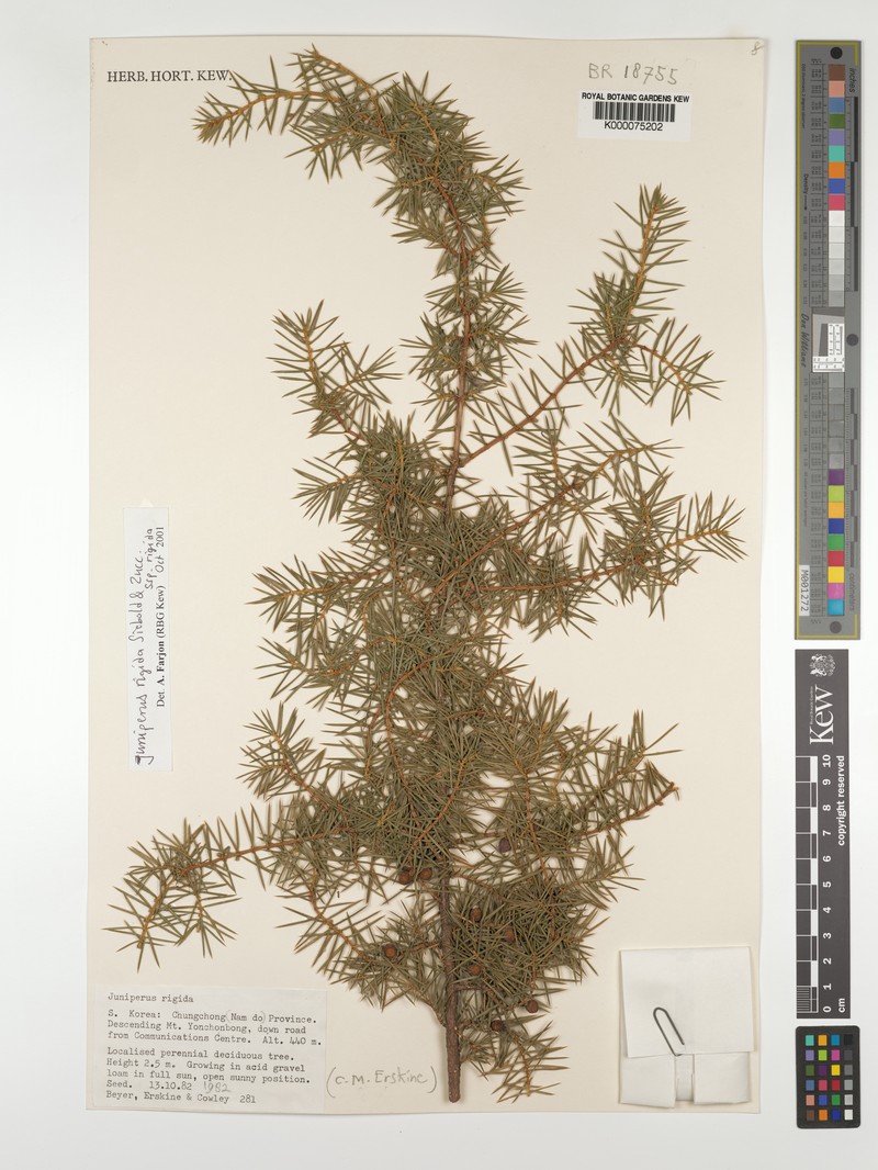 Juniperus rigida var. rigida photo 2