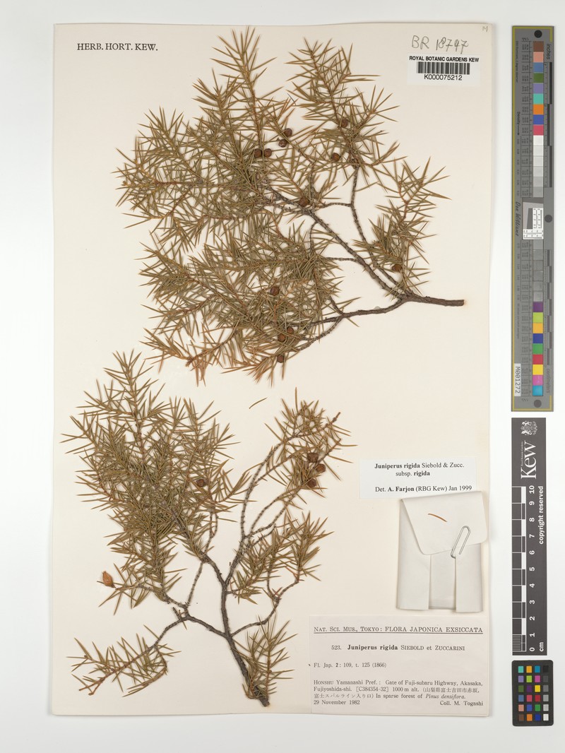 Juniperus rigida var. rigida photo 3
