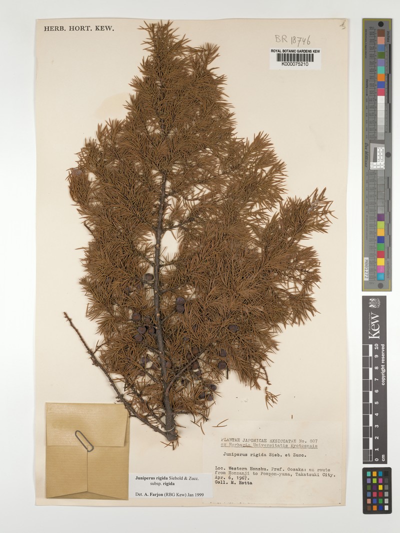 Juniperus rigida var. rigida photo 4