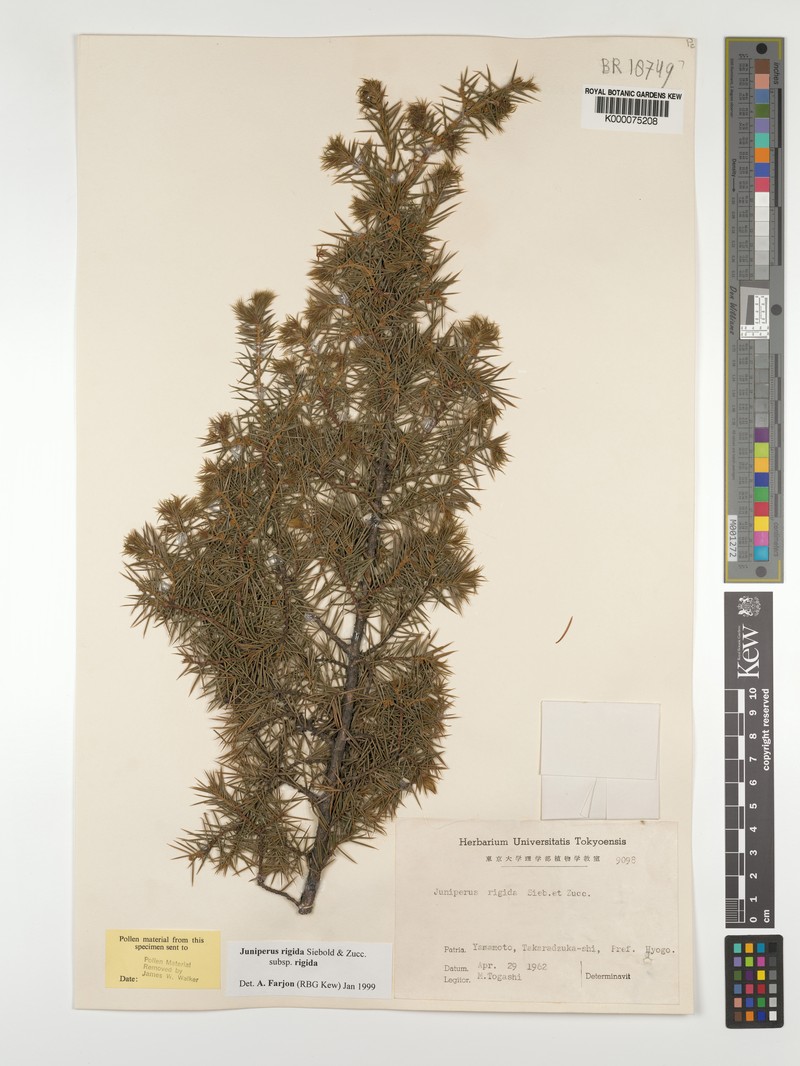 Juniperus rigida var. rigida photo 5