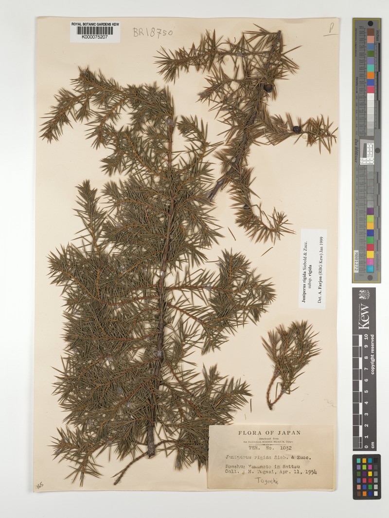 Juniperus rigida var. rigida photo 6