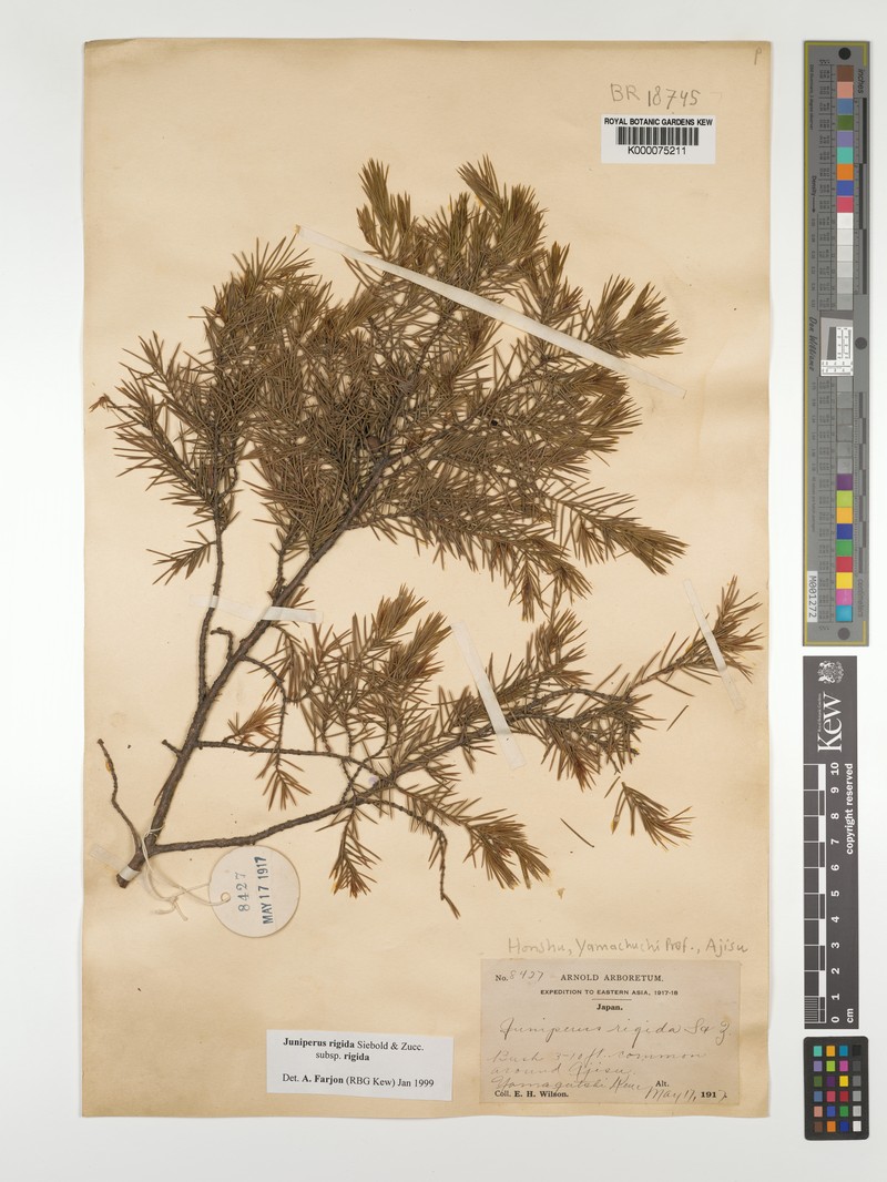 Juniperus rigida var. rigida photo 7