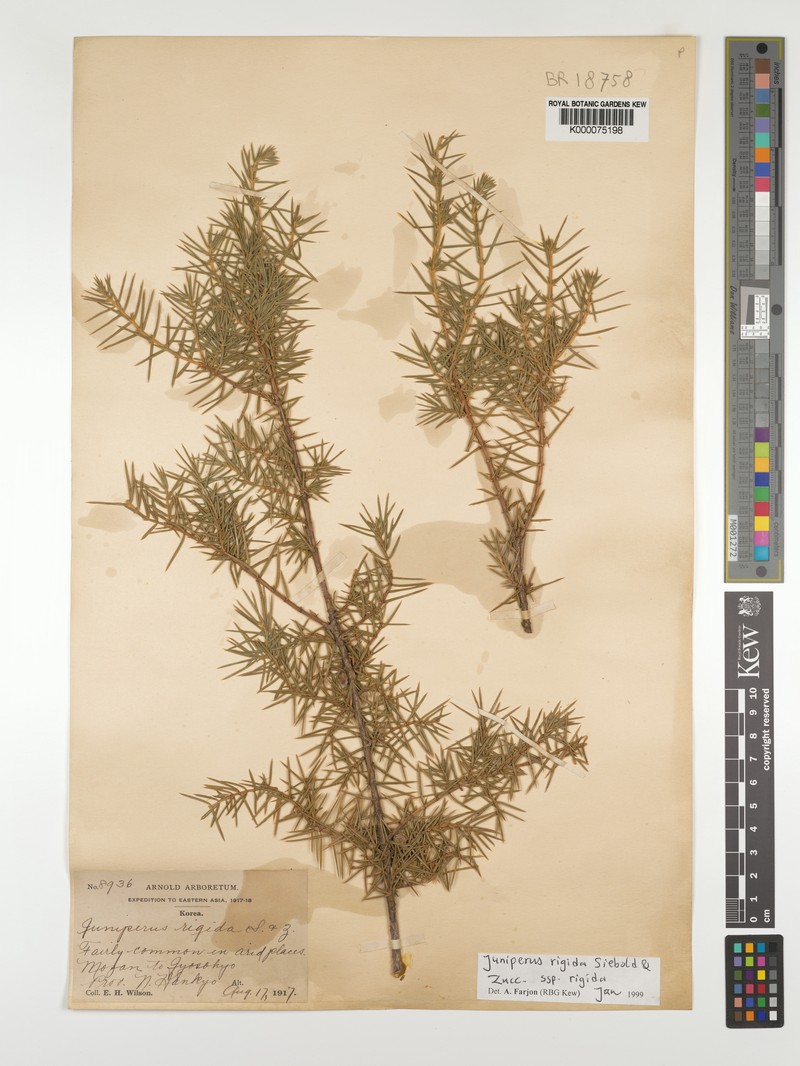 Juniperus rigida var. rigida photo 8
