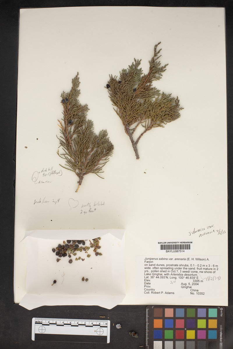 Juniperus sabina var. arenaria