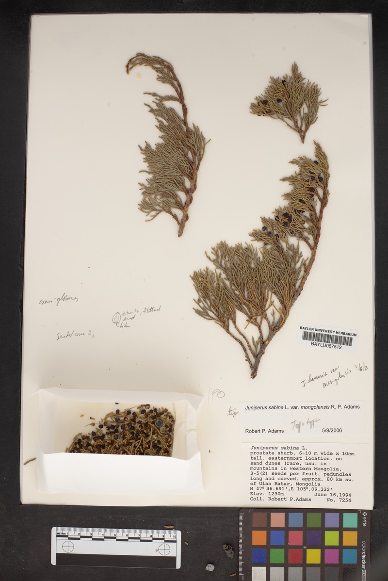 Juniperus sabina var. arenaria photo 2