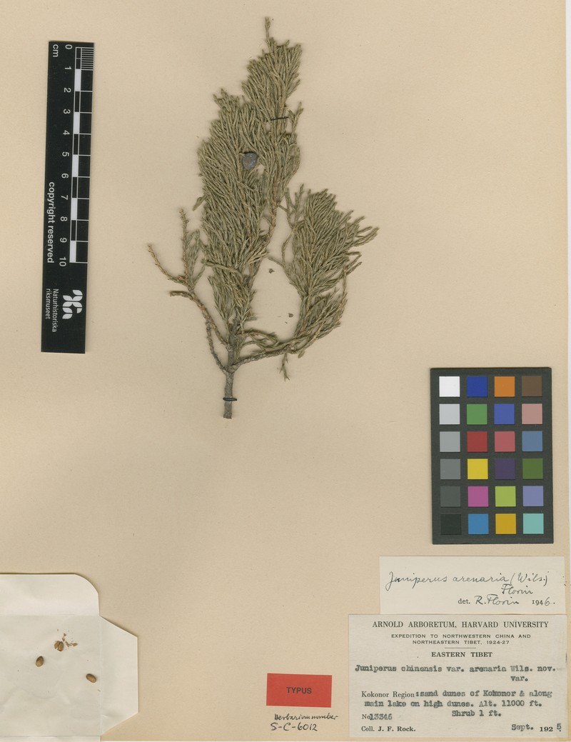 Juniperus sabina var. arenaria photo 3