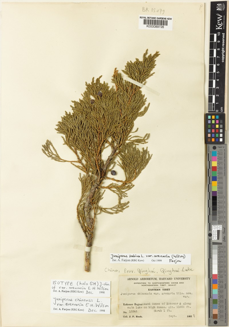 Juniperus sabina var. arenaria photo 4
