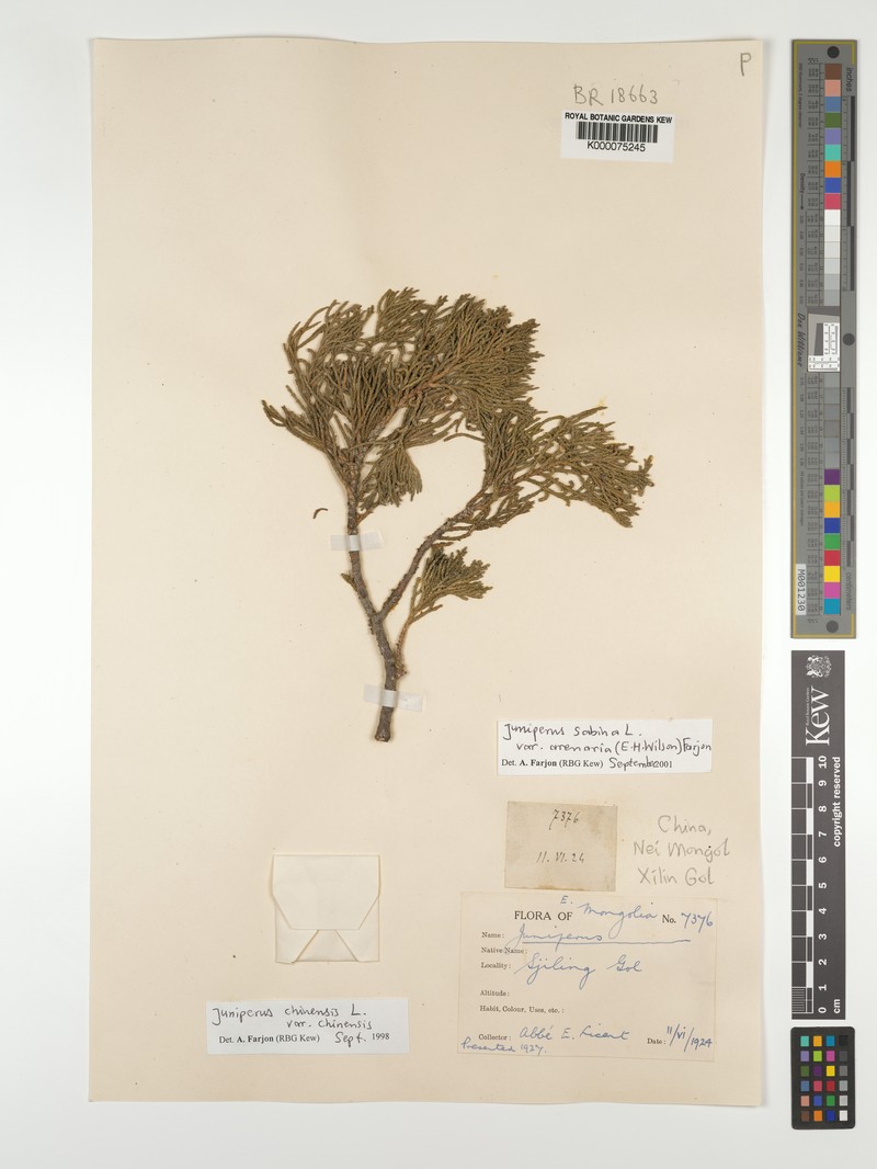 Juniperus sabina var. arenaria photo 5