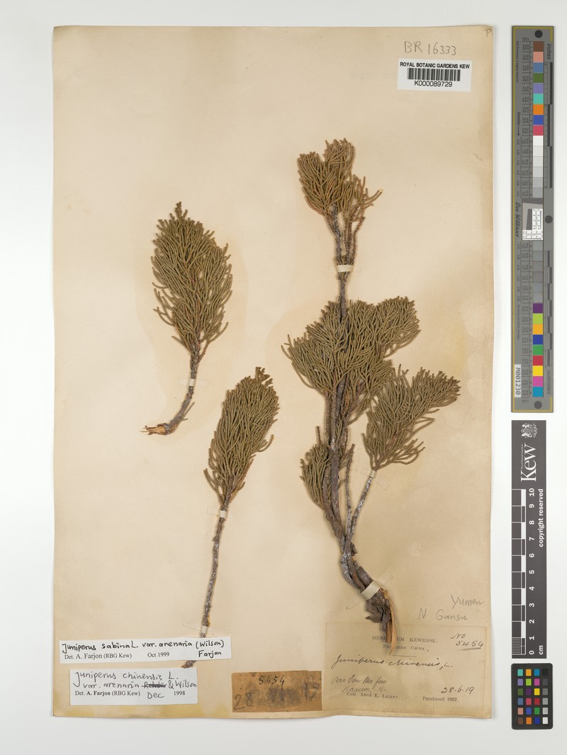 Juniperus sabina var. arenaria photo 6