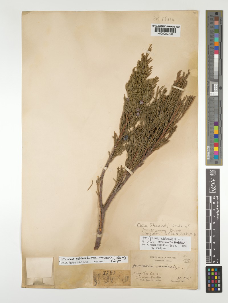 Juniperus sabina var. arenaria photo 7