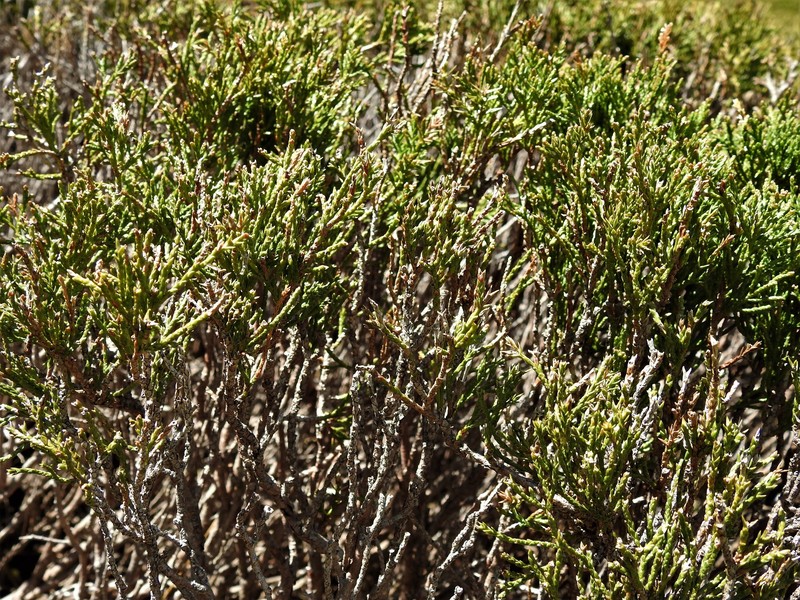 Juniperus sabina var. balkanensis