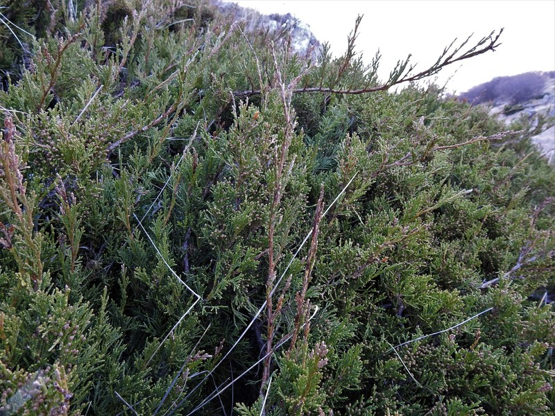 Juniperus sabina var. balkanensis photo 2