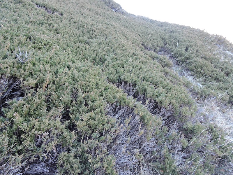 Juniperus sabina var. balkanensis photo 3