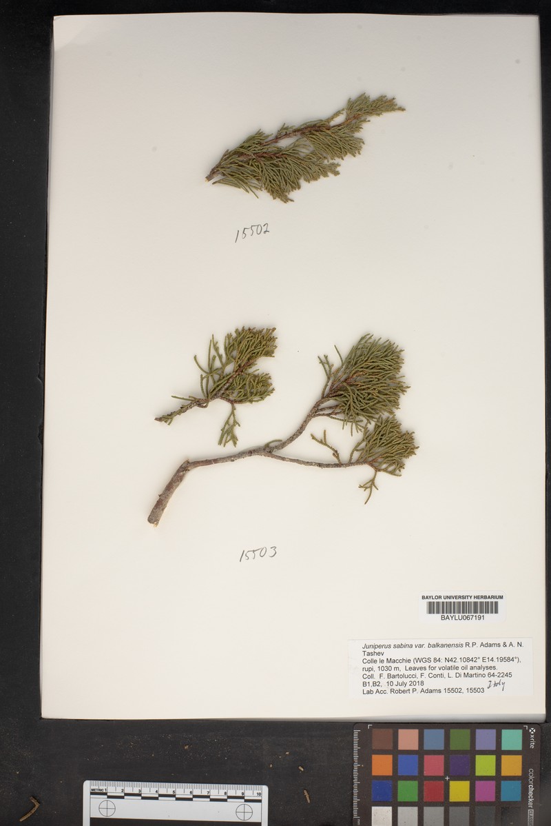 Juniperus sabina var. balkanensis photo 4