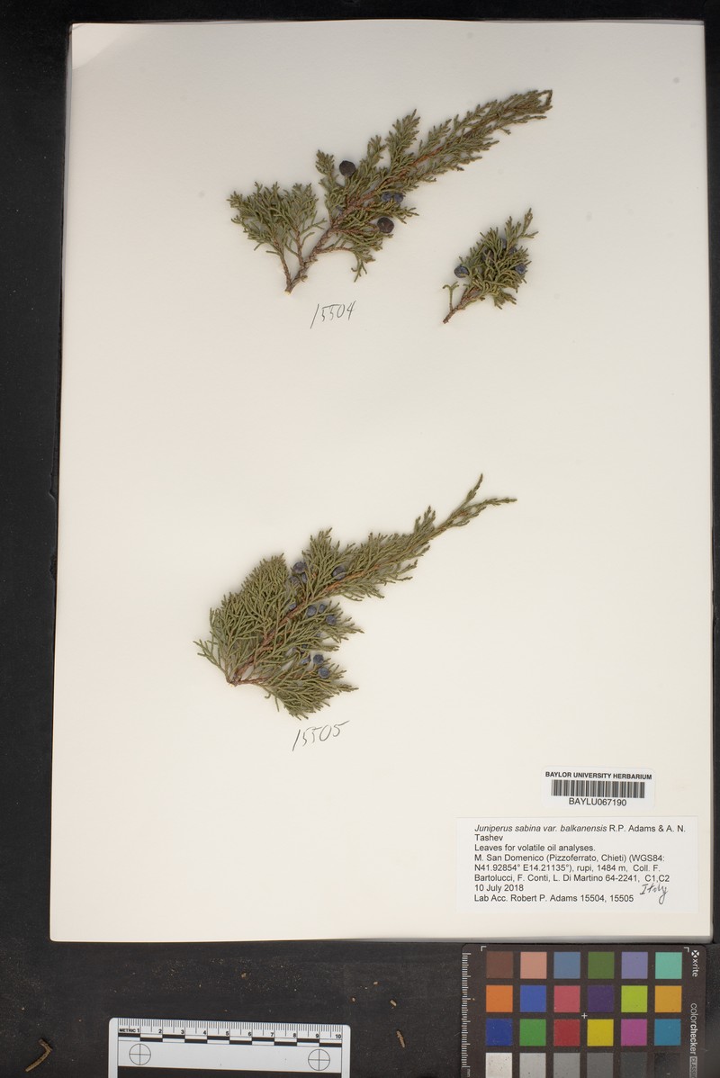 Juniperus sabina var. balkanensis photo 5