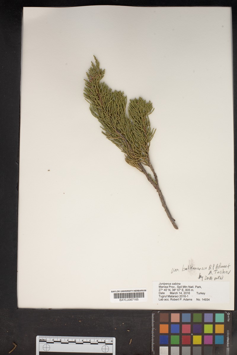 Juniperus sabina var. balkanensis photo 6