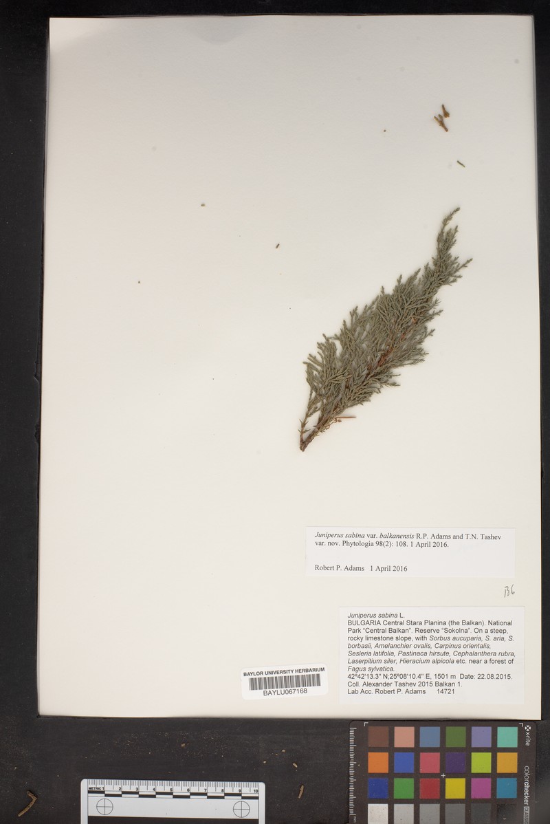 Juniperus sabina var. balkanensis photo 7