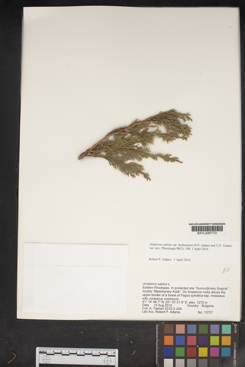 Juniperus sabina var. balkanensis photo 8