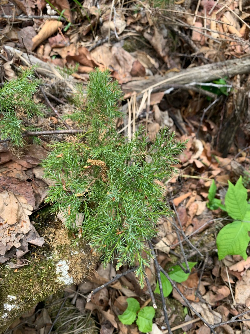 Juniperus sabina var. davurica