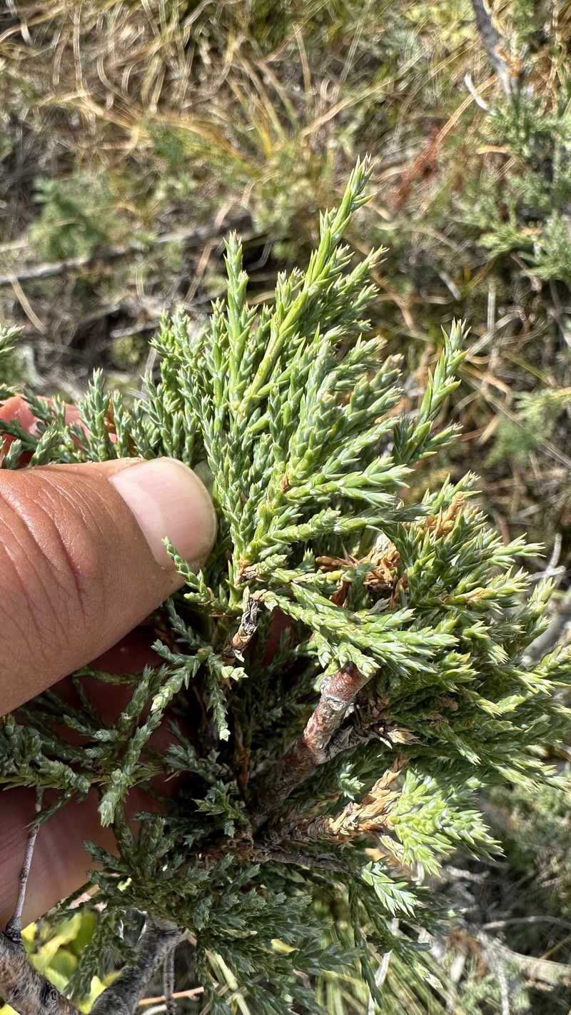 Juniperus sabina var. davurica photo 2