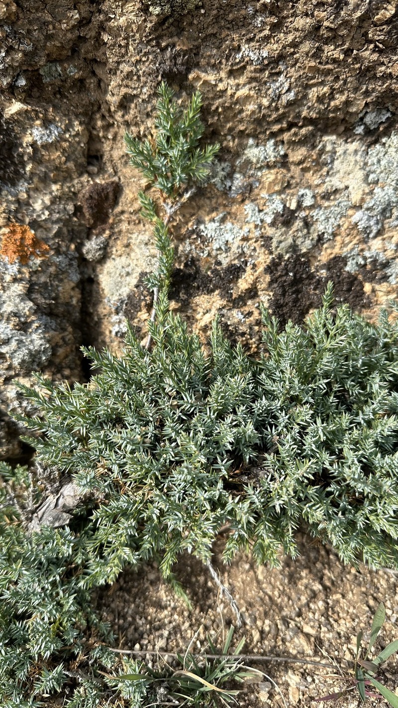 Juniperus sabina var. davurica photo 3
