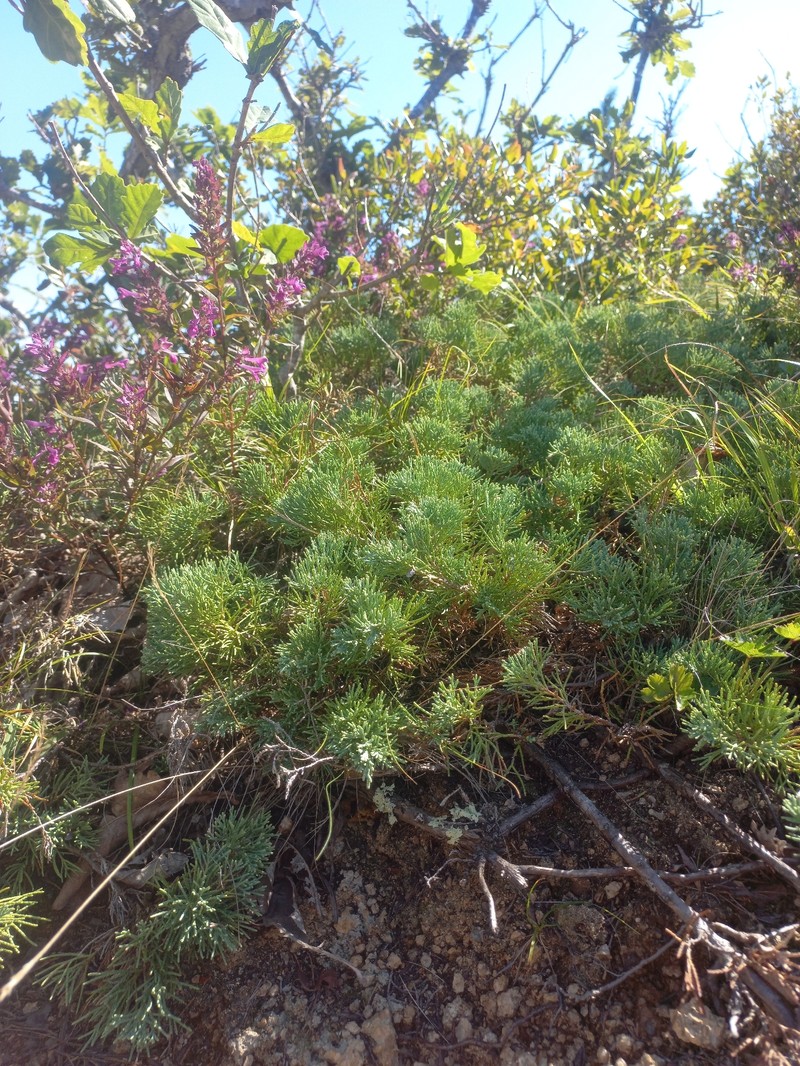 Juniperus sabina var. davurica photo 4