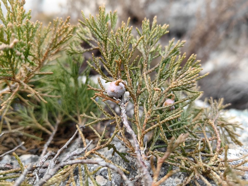 Juniperus sabina var. davurica photo 5