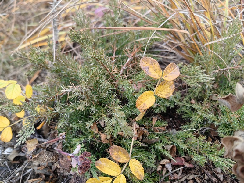 Juniperus sabina var. davurica photo 6