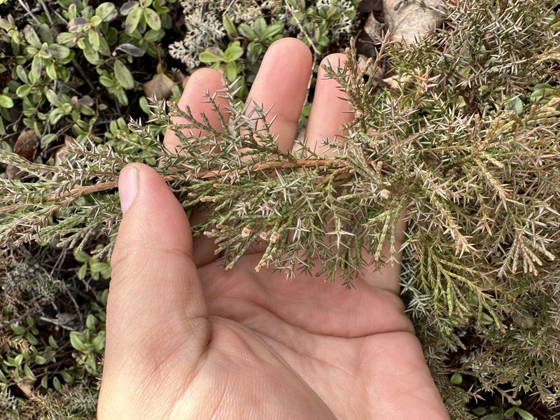 Juniperus sabina var. davurica photo 7