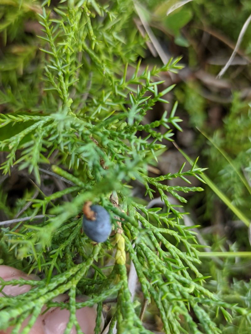 Juniperus sabina var. davurica photo 8
