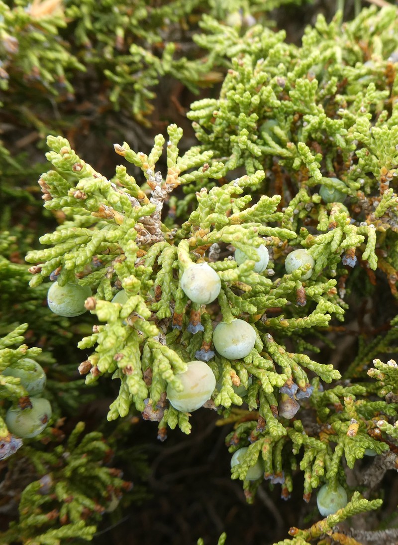 Juniperus sabina var. sabina