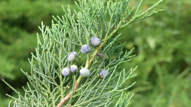 Juniperus sabina var. sabina photo 2